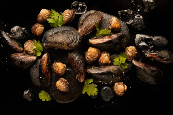 Vue de dessus des coques et des moules non cuites congelées avec de la verdure sur des pierres près de glaçons épars isolés sur du noir — Photo de stock
