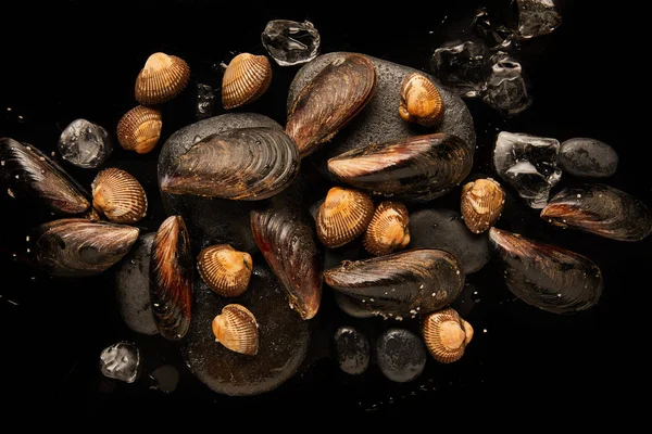 Vista superior de berberechos y mejillones sin cocer sobre piedras cerca de cubos de hielo dispersos aislados en negro - foto de stock