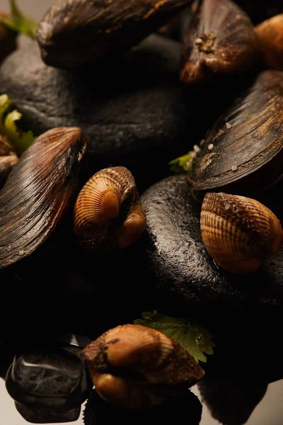 Vista de cerca de berberechos y mejillones sin cocer con vegetación sobre piedras aisladas en negro - foto de stock