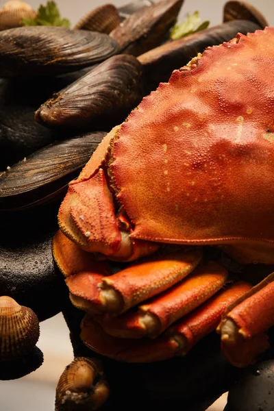 Close up view of uncooked crab, cockles and mussels with greenery on stones on water — Stock Photo