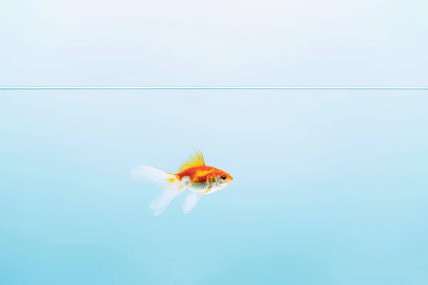 Água calma pura transparente com peixinho dourado no fundo azul — Fotografia de Stock