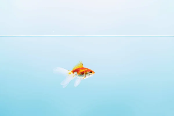 Transparente agua pura y tranquila con peces de colores sobre fondo azul - foto de stock