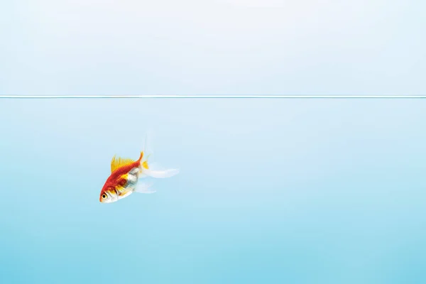 Transparent pure calm water with swimming goldfish on blue background — Stock Photo