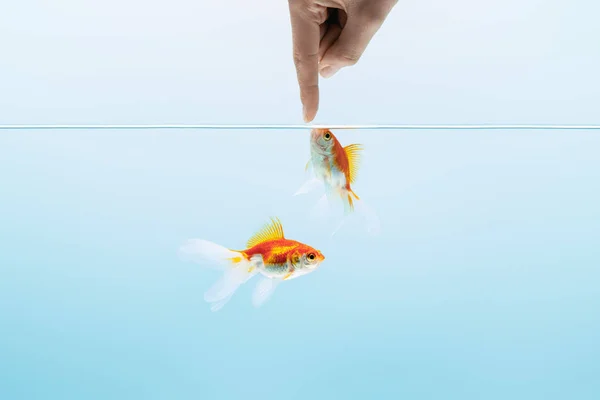 Cropped view of man touching goldfishes in transparent pure calm water on blue background — Stock Photo