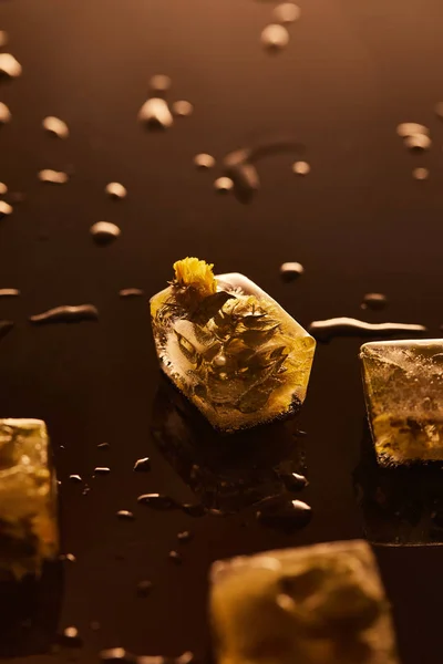 Cubitos de hielo transparentes con flores congeladas esparcidas sobre fondo marrón con gotas de agua - foto de stock