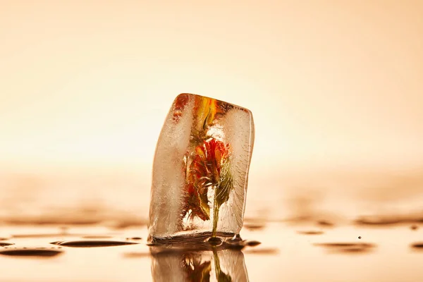 Cubo de hielo transparente transparente con flor congelada sobre fondo amarillo iluminado - foto de stock