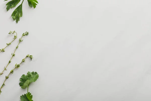Vista superior de ramas de cilantro, perejil y tomillo sobre fondo blanco - foto de stock