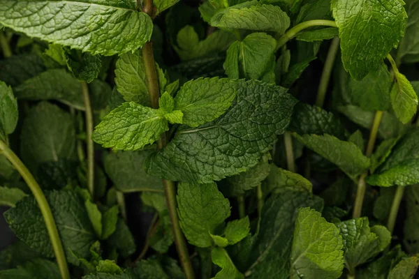 Close up view of fresh aromatic peppermint bundle — Stock Photo