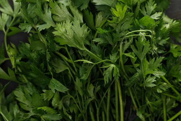 Vista da vicino del fascio di coriandolo verde fresco sulla superficie scura — Foto stock