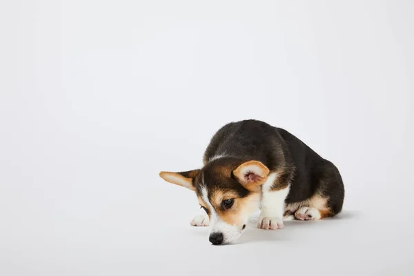 Carino triste gallese corgi cucciolo su sfondo bianco — Foto stock