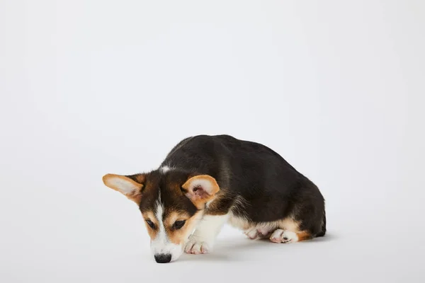 Cute welsh corgi puppy sniffing on white background — Stock Photo