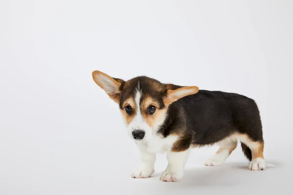 Süßer walisischer Corgi-Welpe schaut in die Kamera auf weißem Hintergrund — Stockfoto