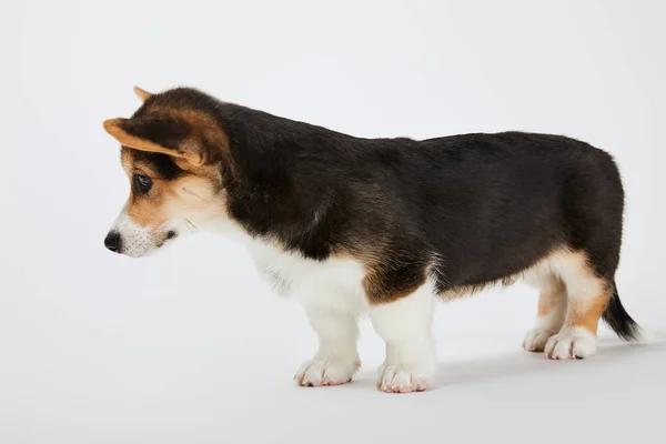 Vista lateral de lindo perrito corgi galés sobre fondo blanco - foto de stock