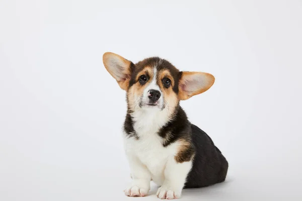 Carino gallese corgi cucciolo su sfondo bianco — Foto stock