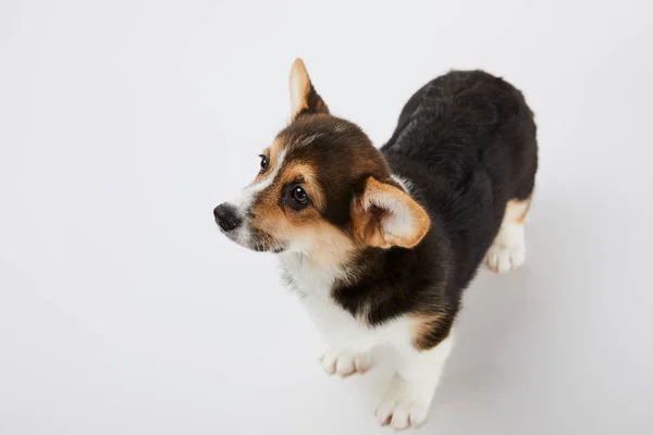 Overhead view of cute welsh corgi puppy on white background — Stock Photo