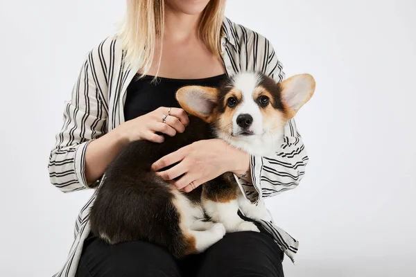 Cropped view of blonde girl holding welsh corgi puppy isolated on white — Stock Photo