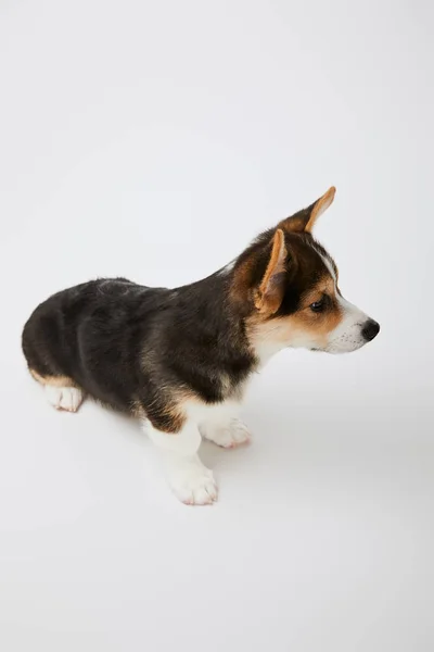 Lindo galés corgi cachorro sobre fondo blanco - foto de stock