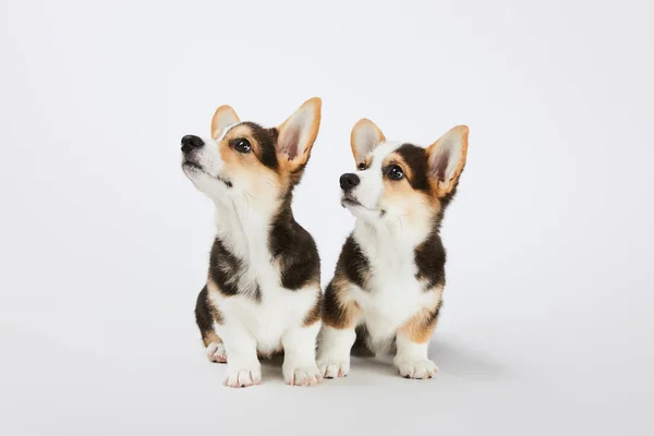 Cute welsh corgi puppies looking away on white background — Stock Photo