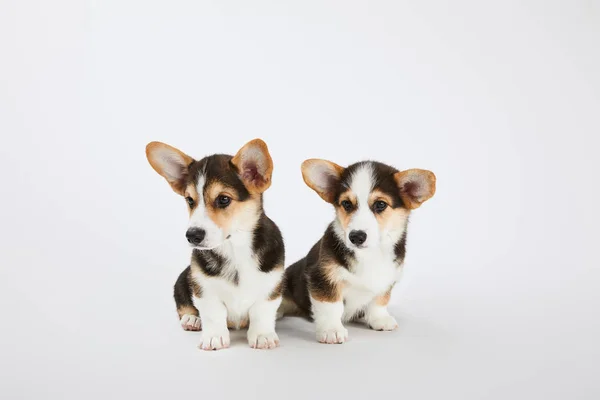 Cute fluffy welsh corgi puppies on white background — Stock Photo