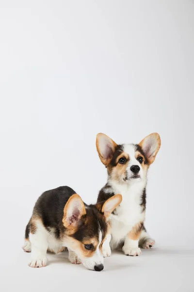 Fluffy welsh corgi puppies on white background — Stock Photo