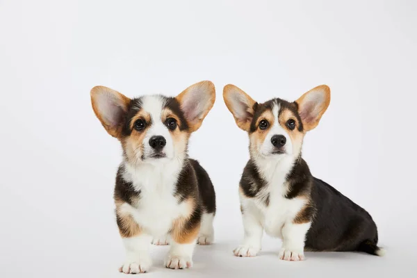 Cute welsh corgi puppies looking at camera on white background — Stock Photo