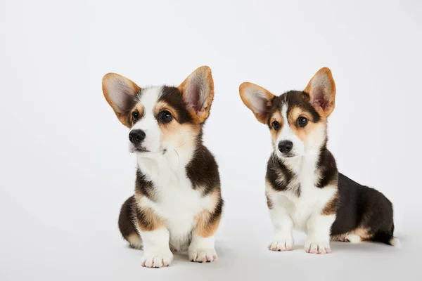 Fluffy cute welsh corgi puppies looking away on white background — Stock Photo