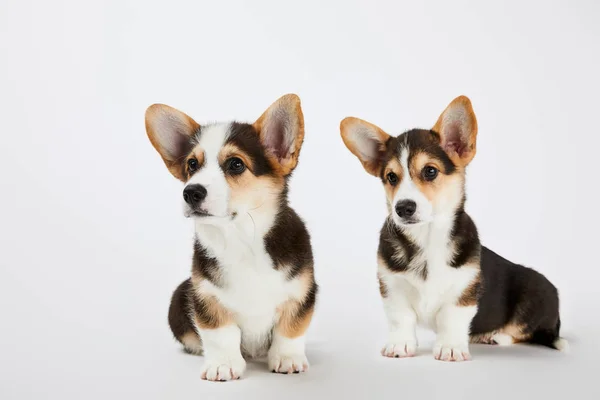 Esponjoso lindo galés corgi cachorros mirando hacia otro lado sobre fondo blanco - foto de stock