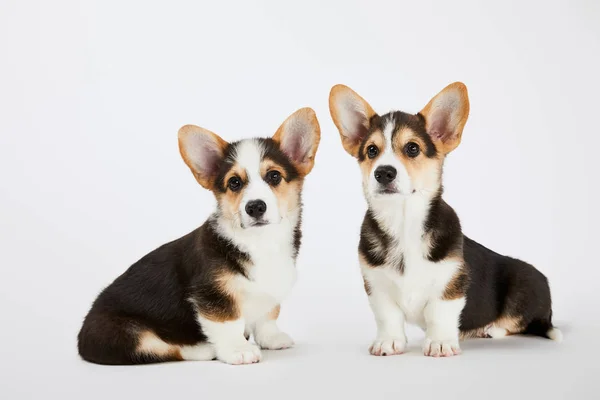 Cute welsh corgi puppies on white background — Stock Photo