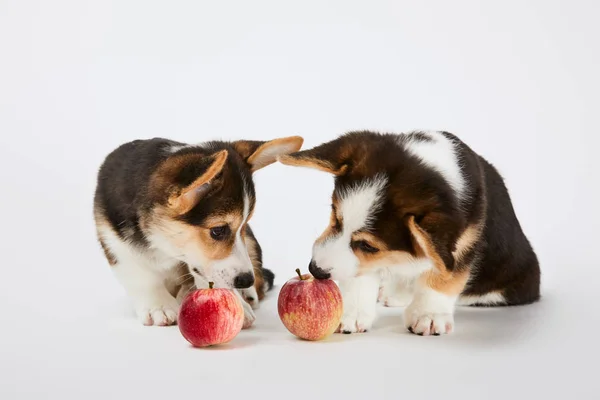 Carino gallese corgi cuccioli con mele mature su sfondo bianco — Foto stock