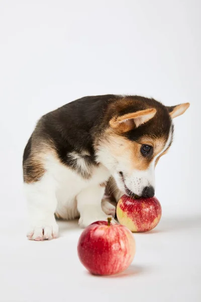 Bonito galês corgi filhote de cachorro com maçãs maduras no fundo branco — Fotografia de Stock