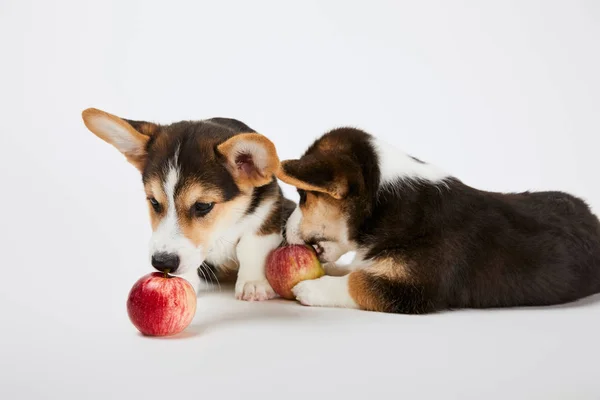 Пушистые валлийские корги щенки с спелыми яблоками на белом фоне — стоковое фото