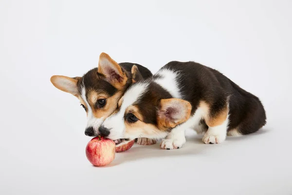 Lindos cachorros corgi galeses jugando con manzanas maduras sobre fondo blanco - foto de stock
