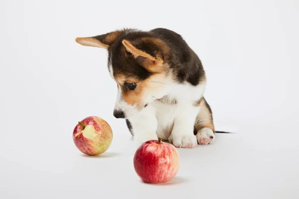 Bonito galês corgi filhote de cachorro olhando para maçãs maduras no fundo branco — Fotografia de Stock