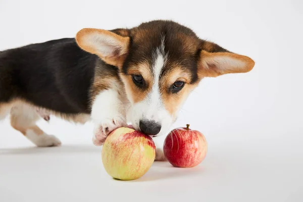 Bonito galês corgi filhote tocando maduro maçãs no fundo branco — Fotografia de Stock