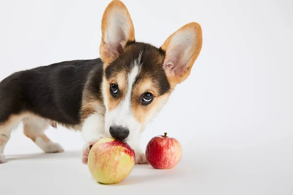 Bonito galês corgi filhote de cachorro com maçãs maduras deliciosas no fundo branco — Fotografia de Stock