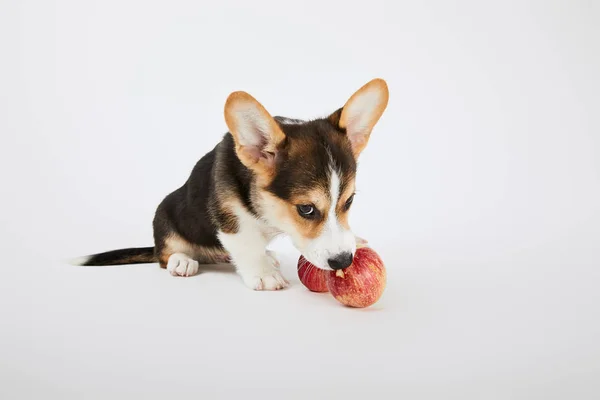 Милый валлийский щенок корги с спелыми красными яблоками на белом фоне — стоковое фото