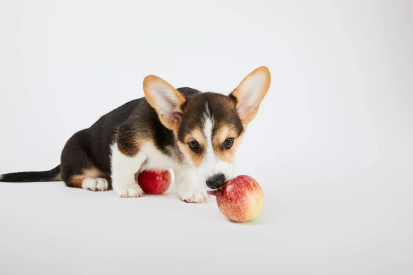 Милый валлийский щенок корги с вкусными яблоками на белом фоне — стоковое фото