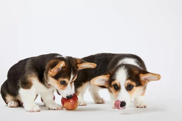 Милые валлийские щенки корги со свежим вкусным яблоком на белом фоне — стоковое фото