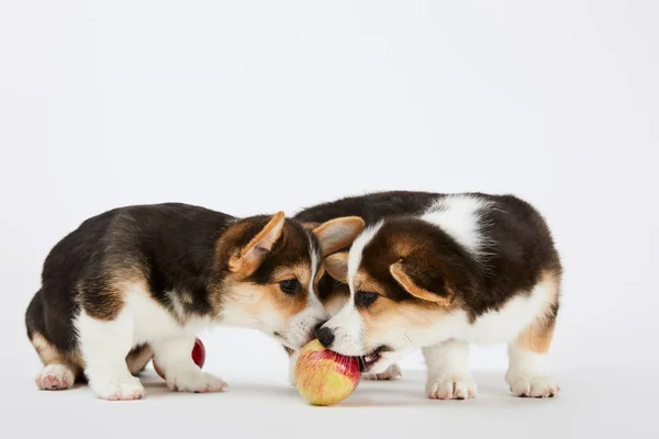 Cute welsh corgi puppies with ripe tasty apple on white background — Stock Photo
