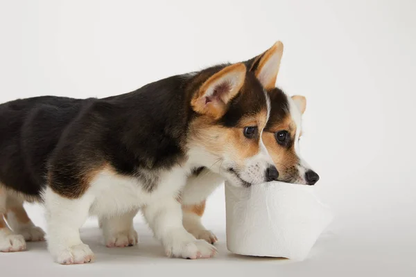 Cute welsh corgi puppies with toilet paper on white background — Stock Photo