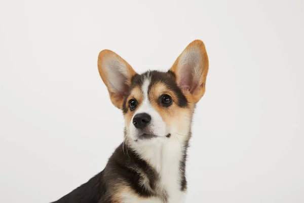Cute welsh corgi puppy looking away isolated on white background — Stock Photo