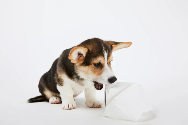 Peludo galés corgi cachorro jugando con papel higiénico sobre fondo blanco - foto de stock