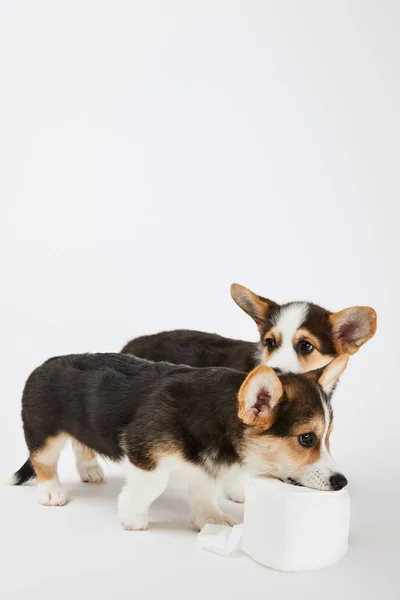 Cute welsh corgi puppies playing with toilet paper on white background — Stock Photo