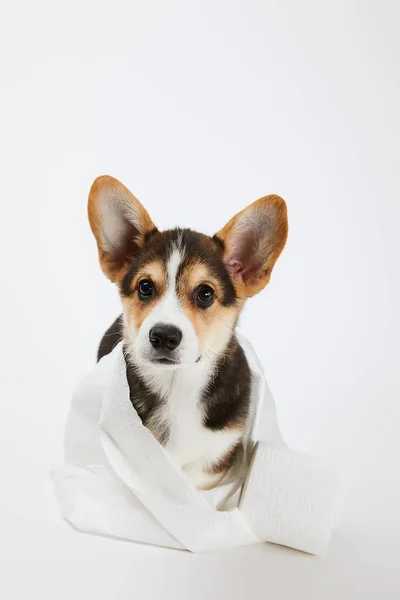 Adorable welsh corgi puppy in toilet paper on white background — Stock Photo