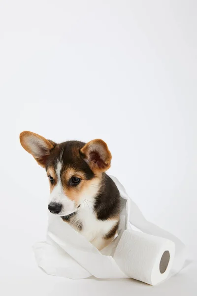 Bonito galês corgi filhote de cachorro no papel higiênico no fundo branco — Fotografia de Stock