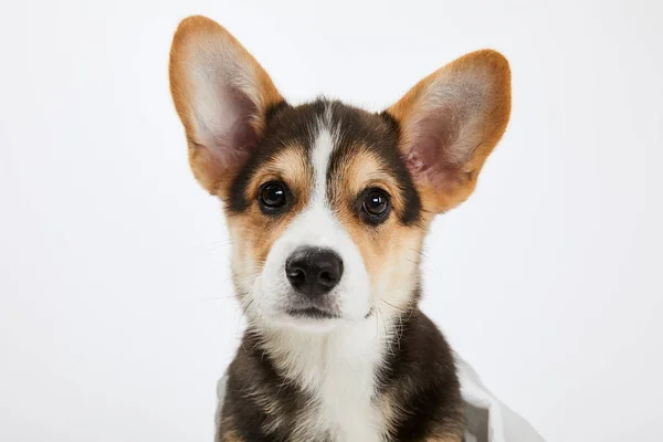 Süßer walisischer Corgi-Welpe blickt isoliert auf weiße Kamera — Stockfoto