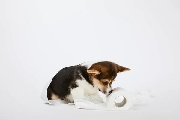 Валлийский щенок корги играет с туалетной бумагой на белом фоне — стоковое фото