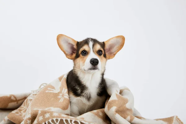Cute welsh corgi puppy in blanket isolated on white — Stock Photo