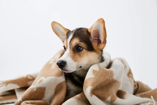 Fluffy welsh corgi puppy in blanket looking away isolated on white — Stock Photo