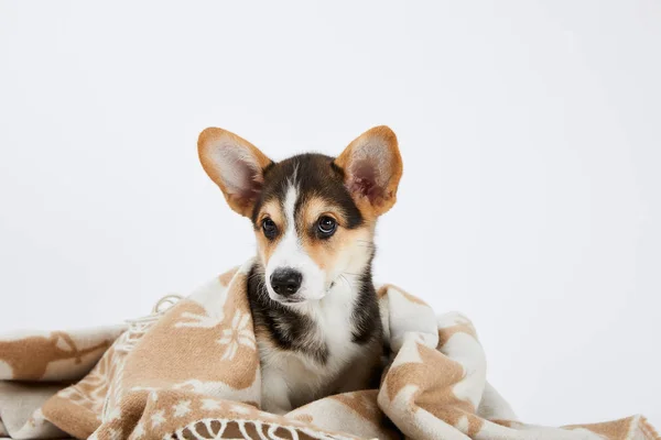 Cute welsh corgi puppy in blanket looking at camera isolated on white — Stock Photo